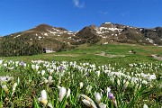 19 I crocus invadono i prati dei Piani d'Avaro